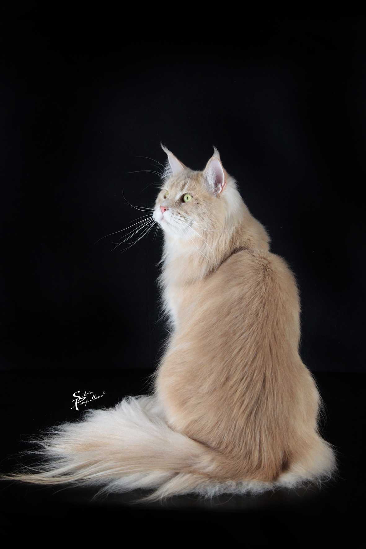Maine Coon